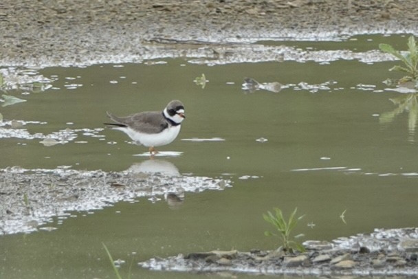 Semipalmated Plover - ML618943103