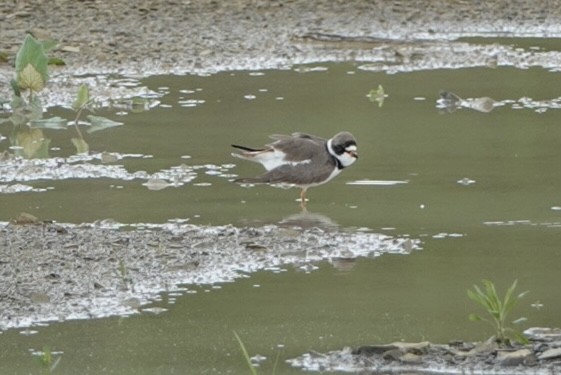 Semipalmated Plover - ML618943104