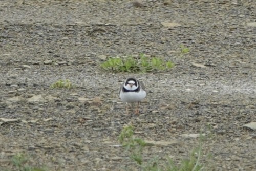 Semipalmated Plover - ML618943105