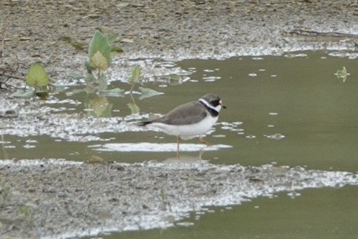 Semipalmated Plover - ML618943106