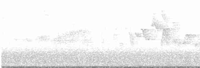 Canada Warbler - ML618943121