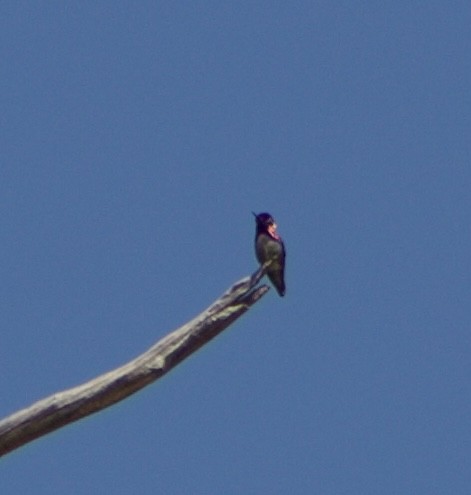 Anna's Hummingbird - ML618943136