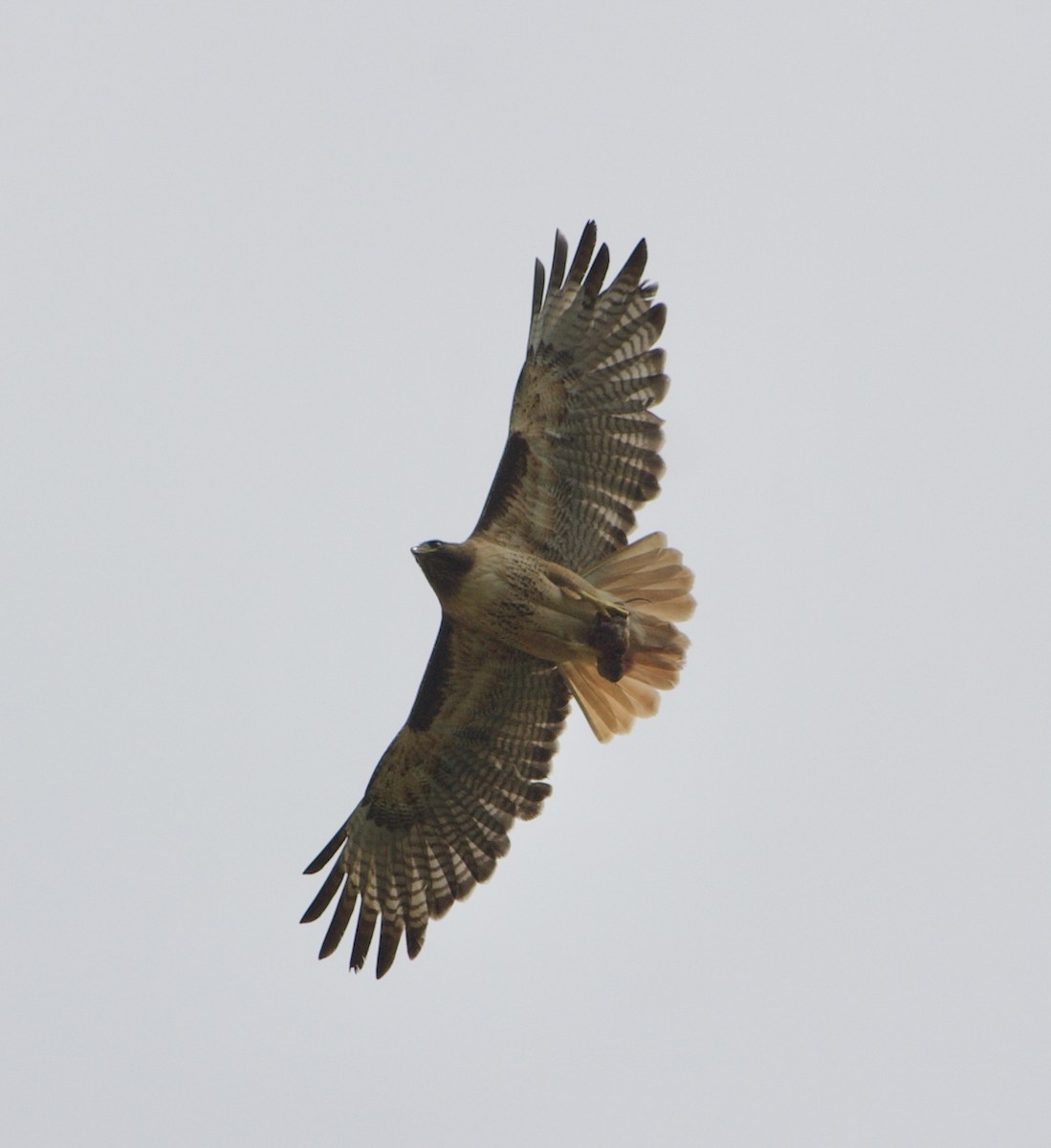Red-tailed Hawk - ML618943173