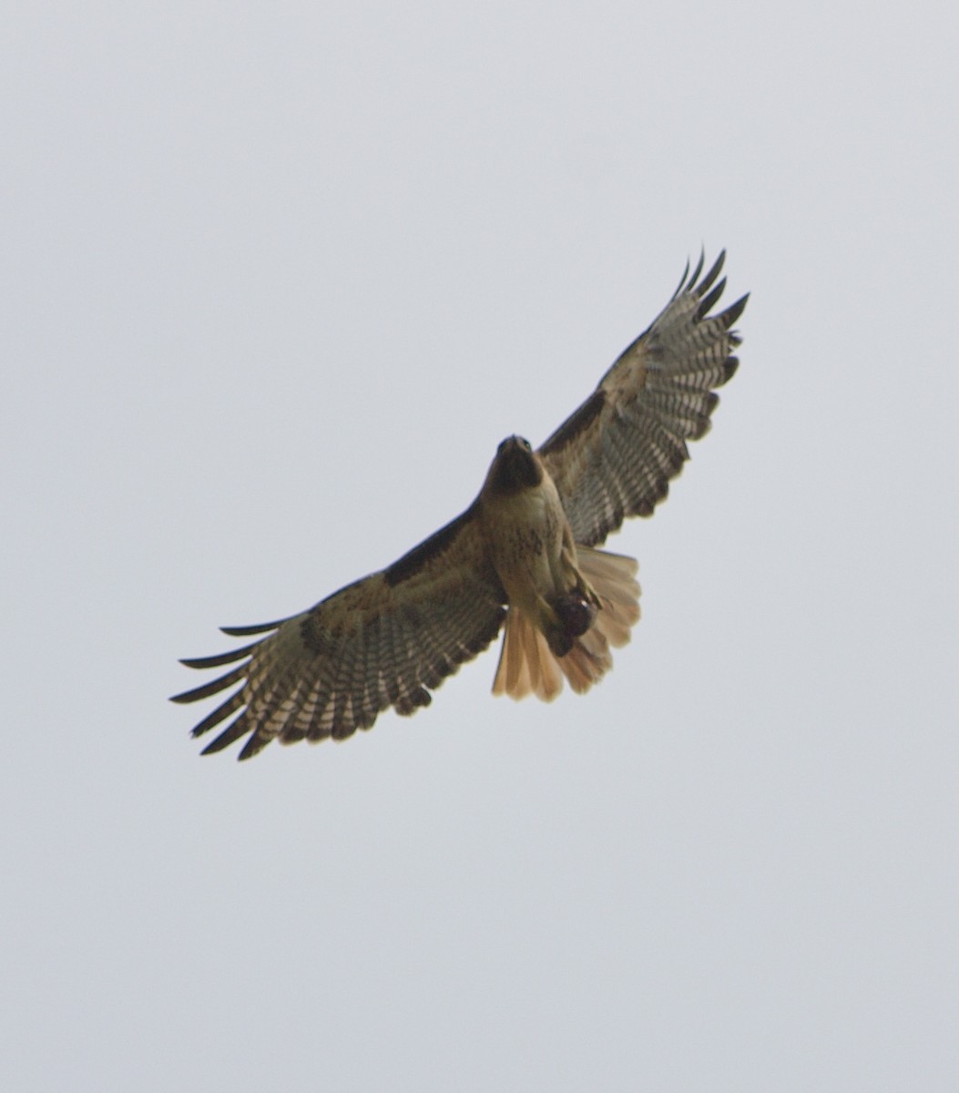 Red-tailed Hawk - ML618943179