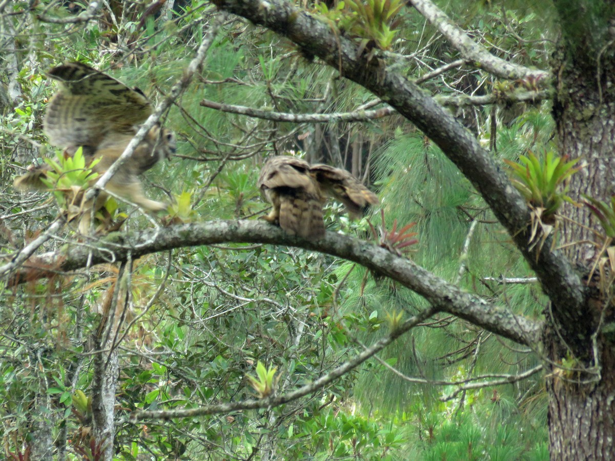 Great Horned Owl - Claudia Rivera de Aragón