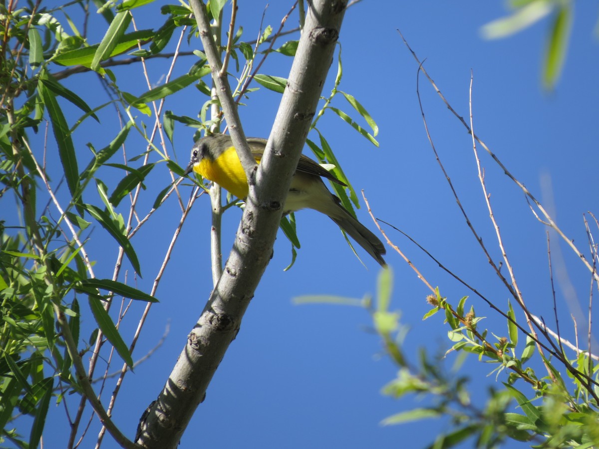 Yellow-breasted Chat - ML618943242