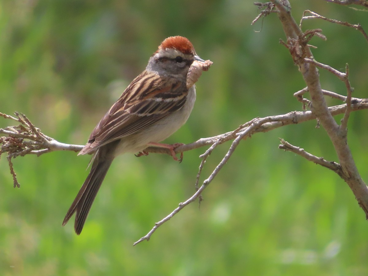 Chipping Sparrow - Ken Clark