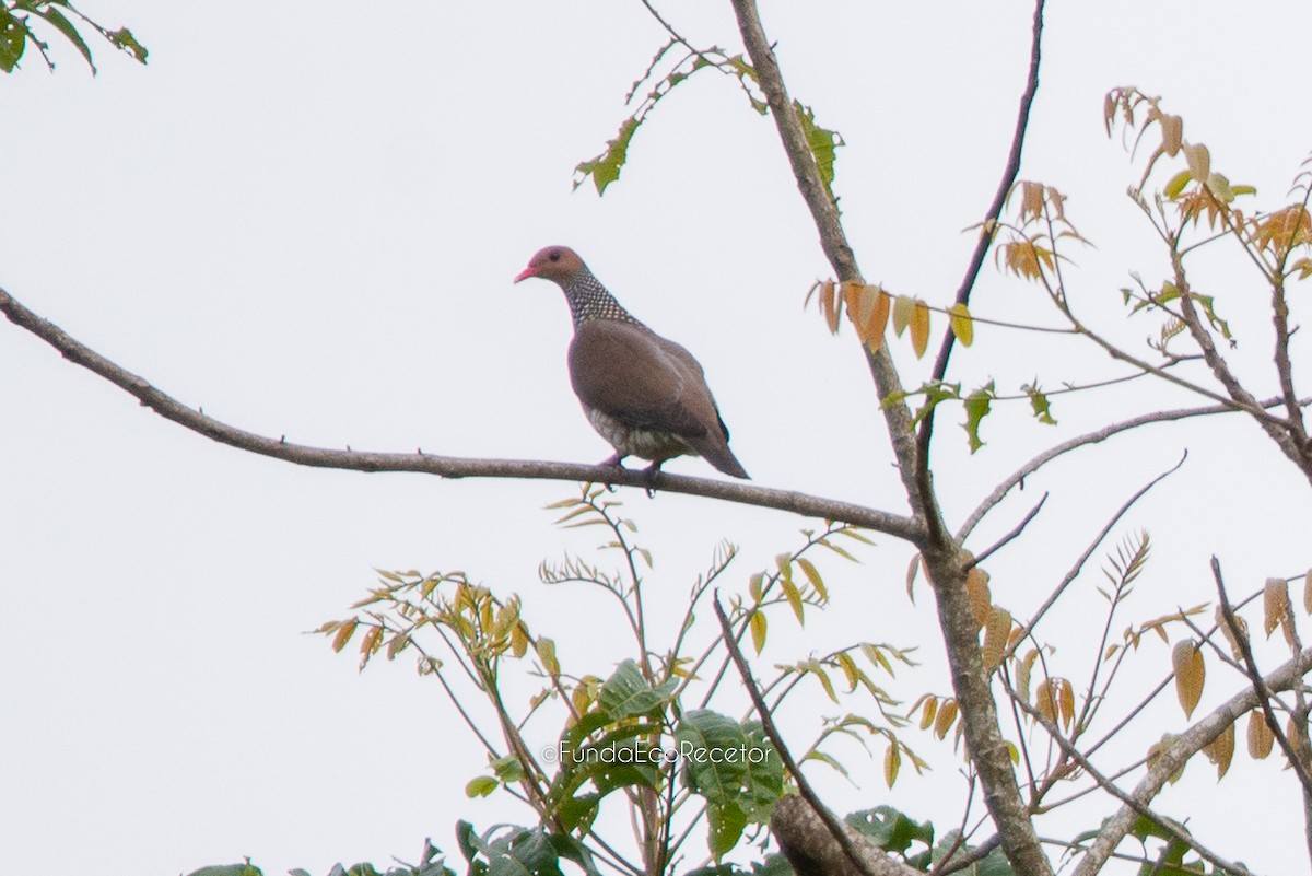 Scaled Pigeon - ML618943288