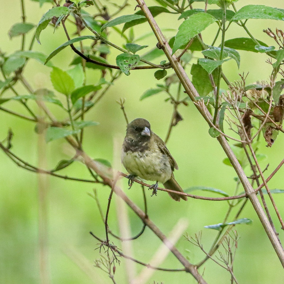 Yellow-bellied Seedeater - ML618943302