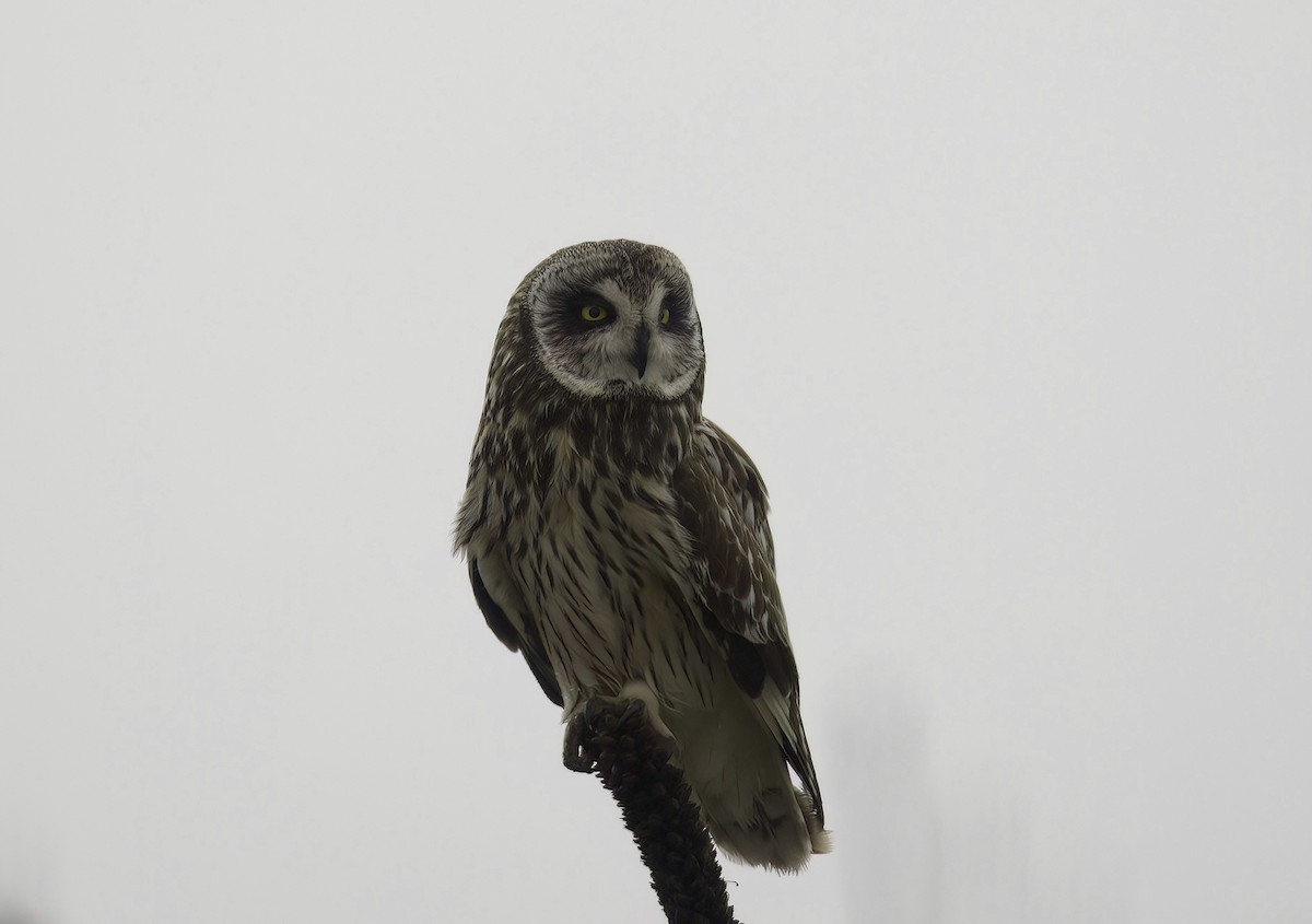 Short-eared Owl - Mandy Talpas -Hawaii Bird Tours