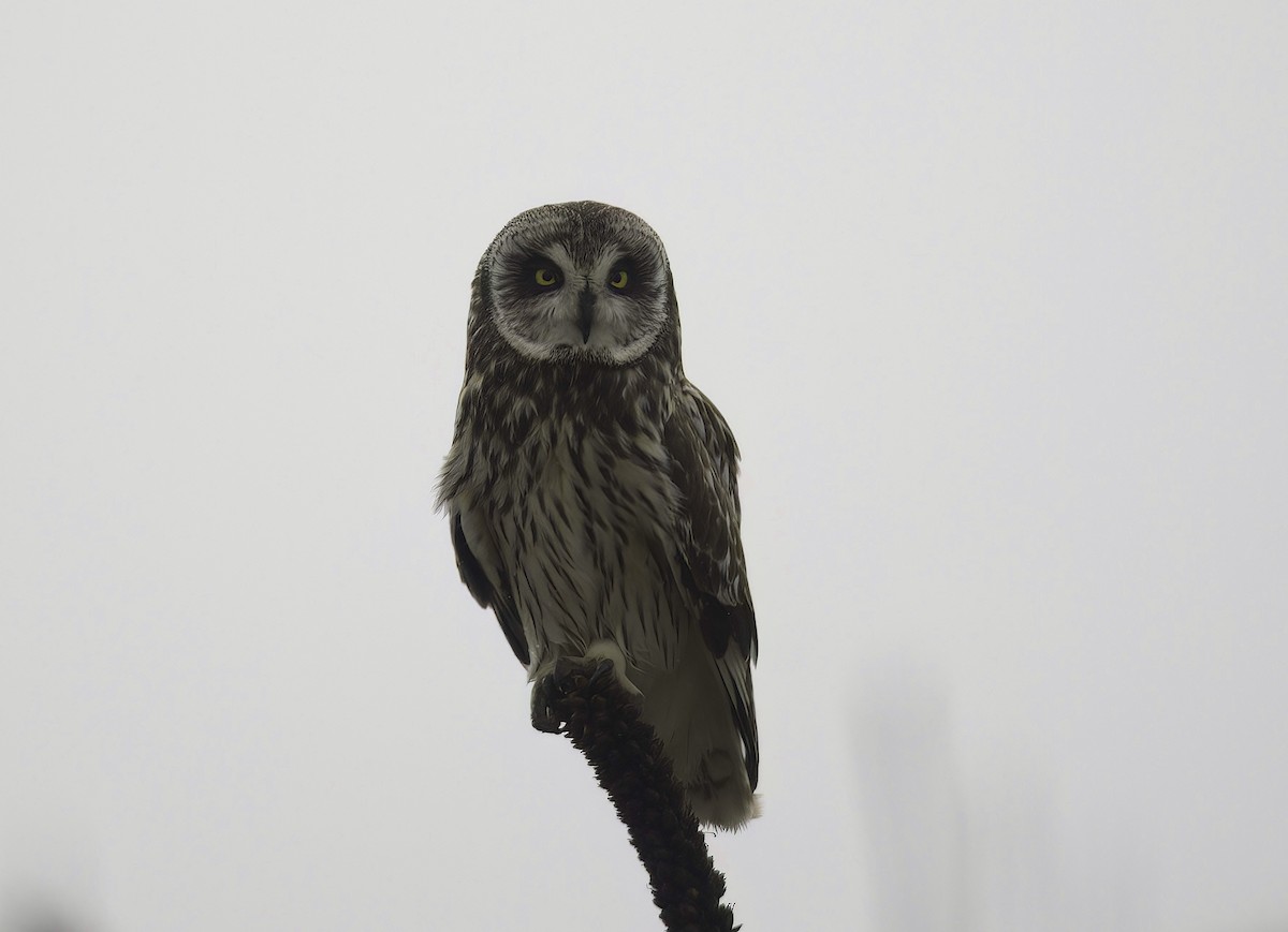 Short-eared Owl - ML618943328