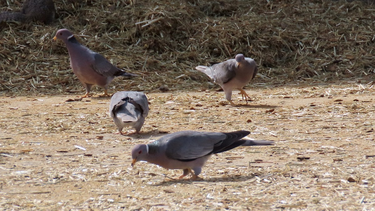 Band-tailed Pigeon - ML618943332