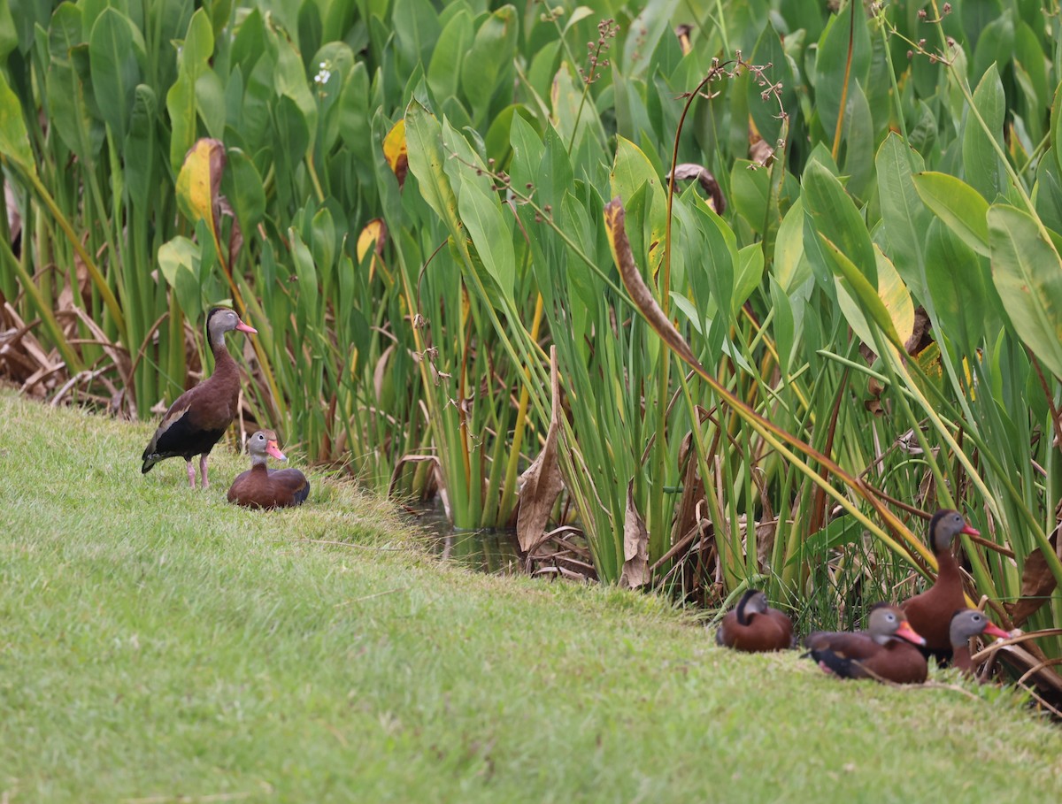 Black-bellied Whistling-Duck - Kevin Sarsfield