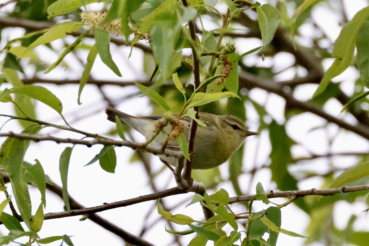 Tennessee Warbler - Toby Carlstrom