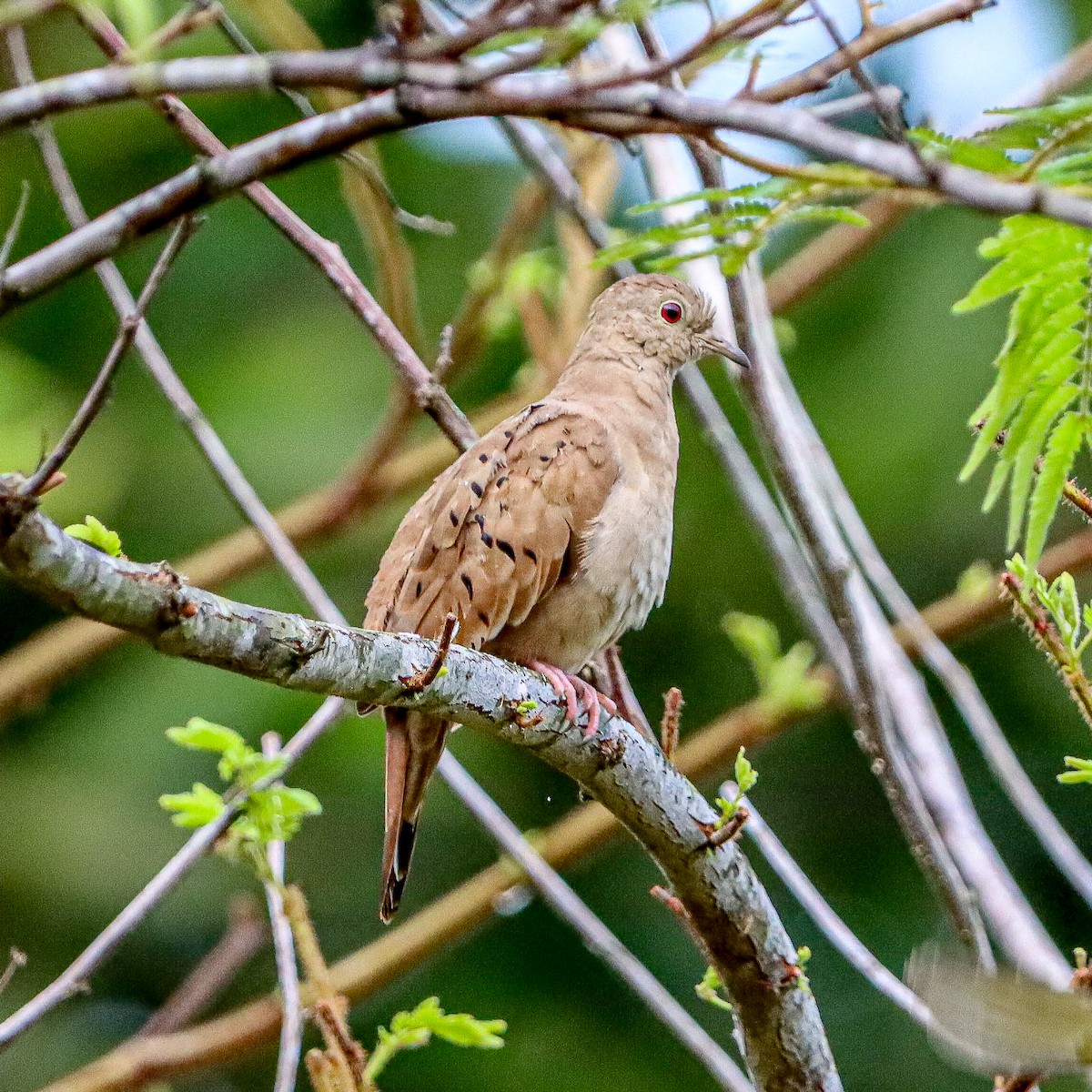 Plain-breasted Ground Dove - ML618943370