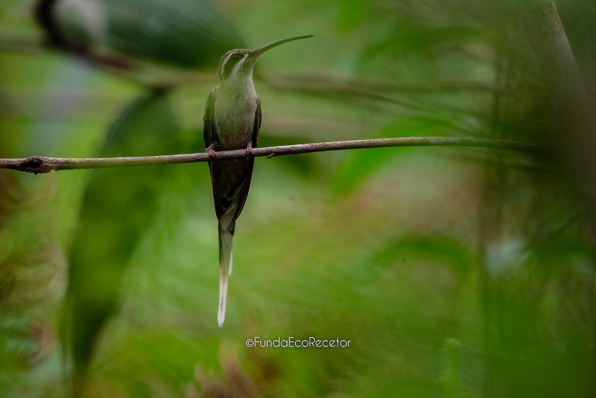 Sooty-capped Hermit - ML618943411