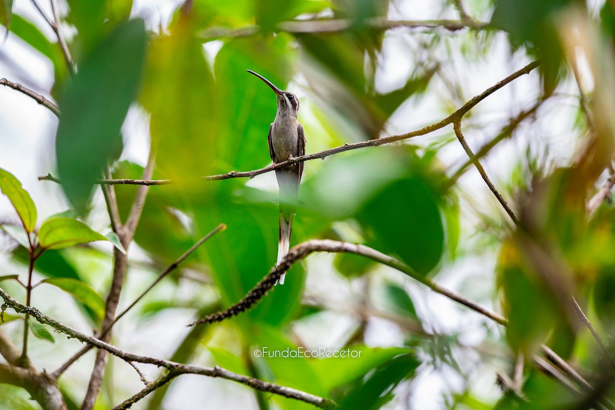Sooty-capped Hermit - ML618943412