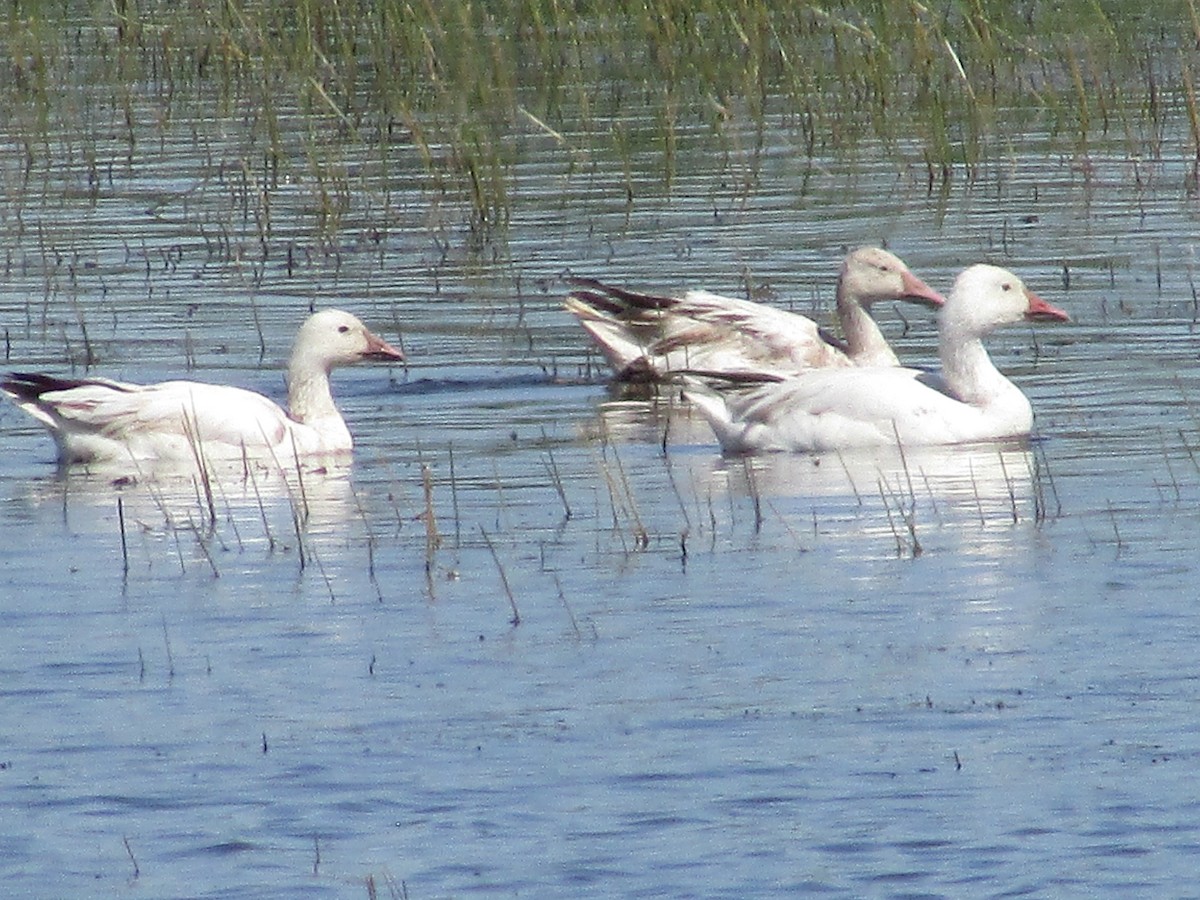 Snow Goose - ML618943416