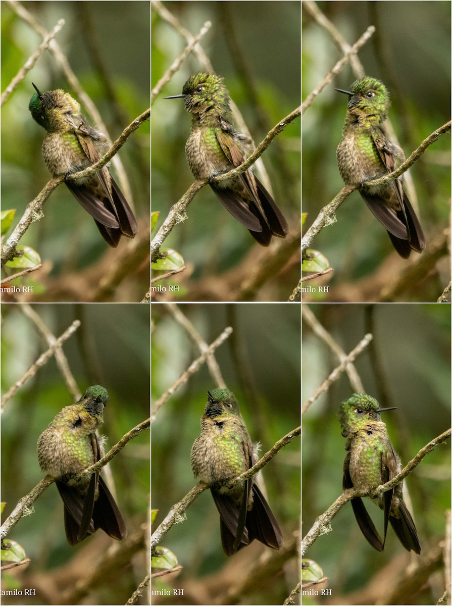 kolibřík dřišťálový - ML618943425