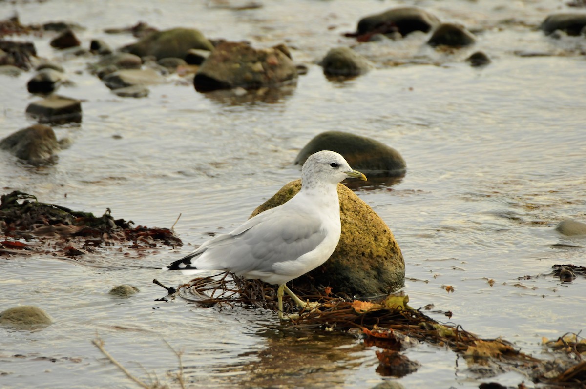 Common Gull - Dominic More O’Ferrall