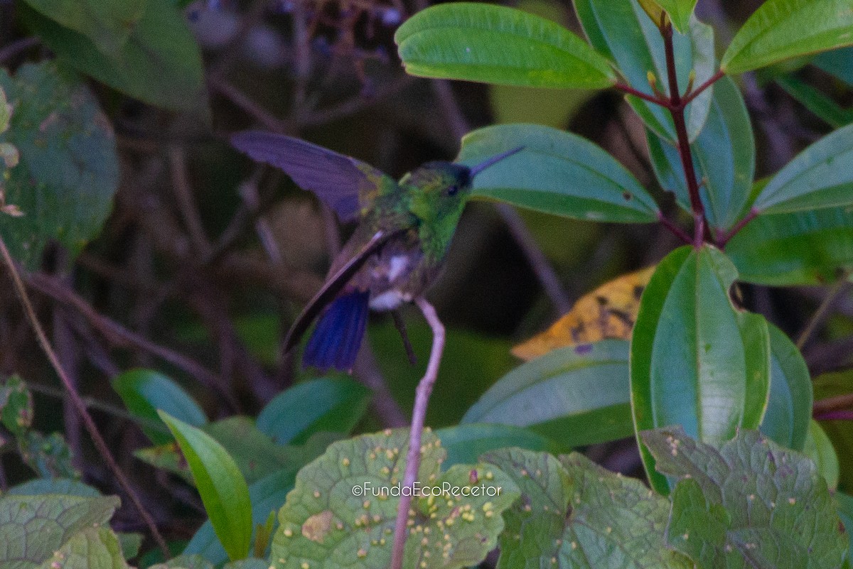 Green-bellied Hummingbird - ML618943459