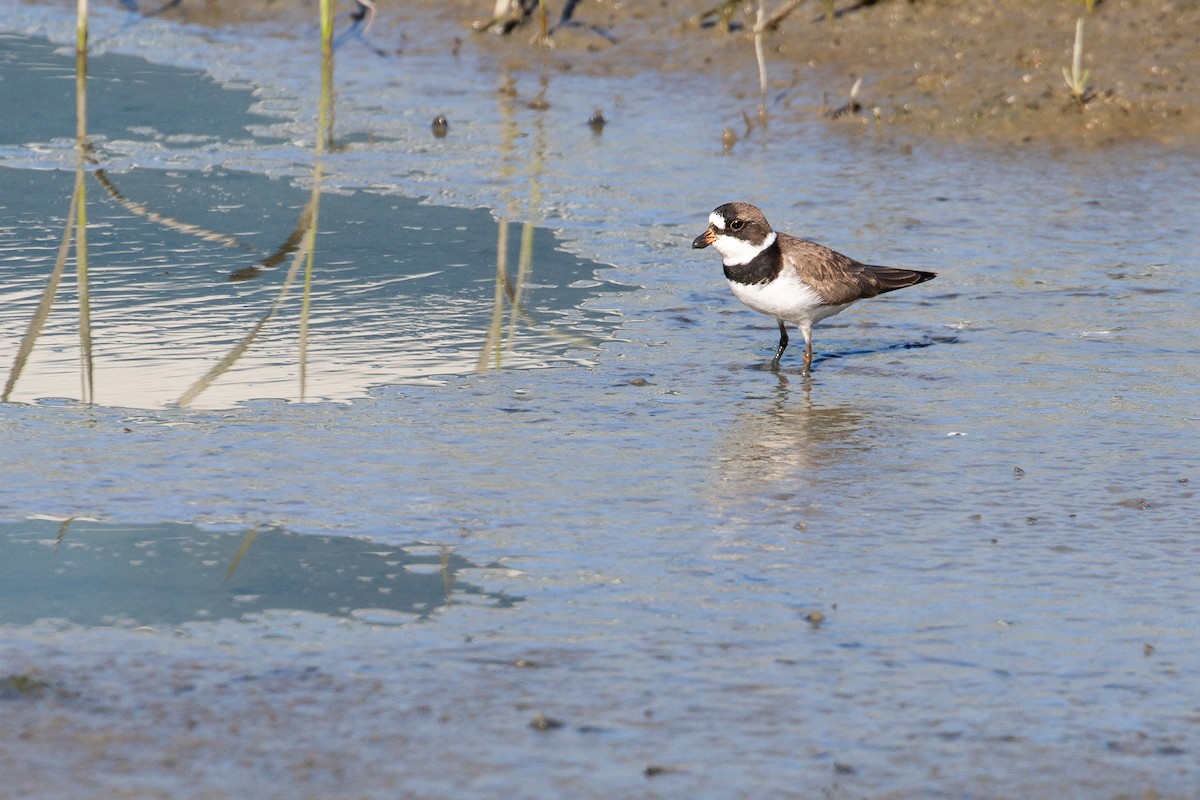 Semipalmated Plover - ML618943460