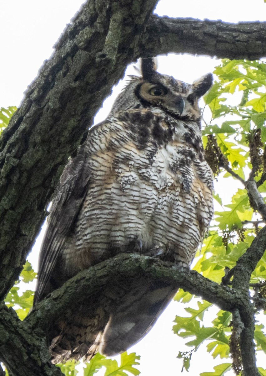 Great Horned Owl - ML618943463