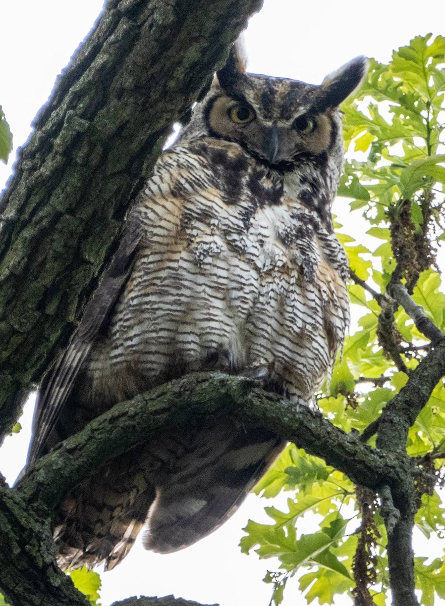 Great Horned Owl - ML618943464