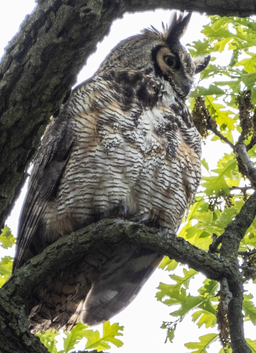 Great Horned Owl - ML618943465