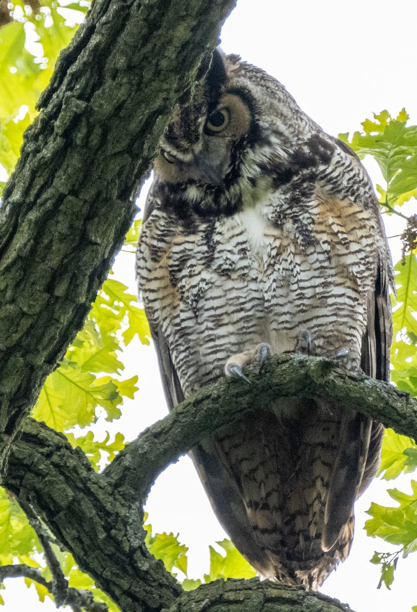 Great Horned Owl - ML618943466