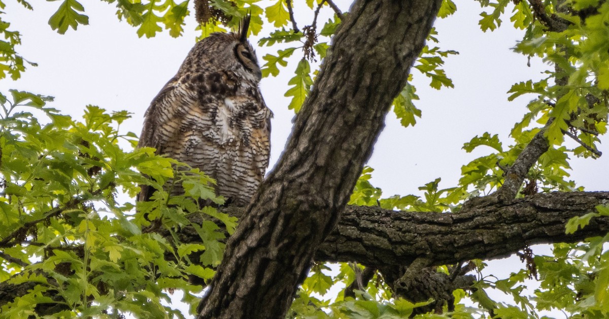 Great Horned Owl - ML618943467