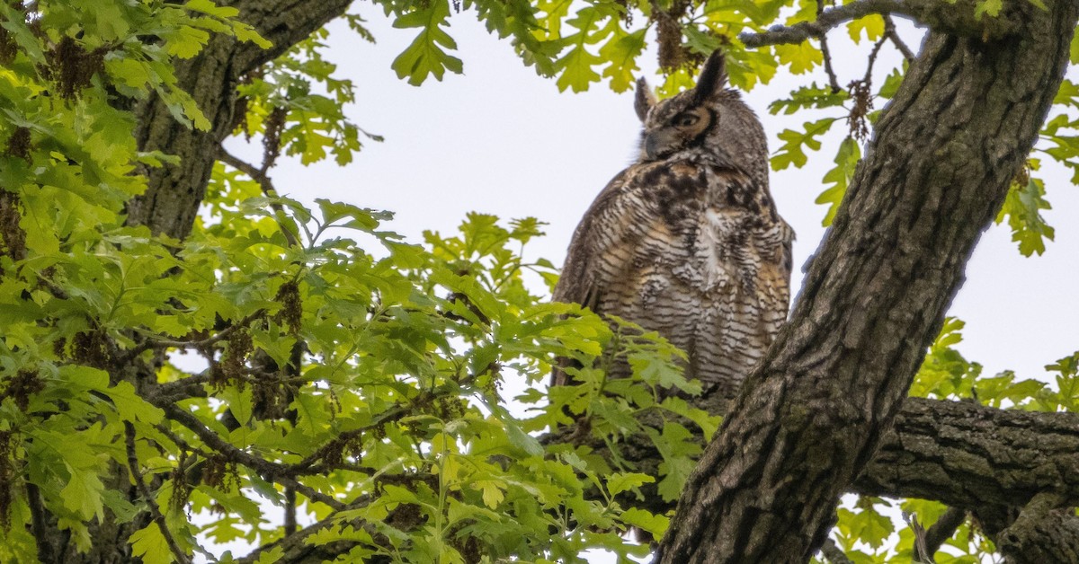 Great Horned Owl - ML618943468