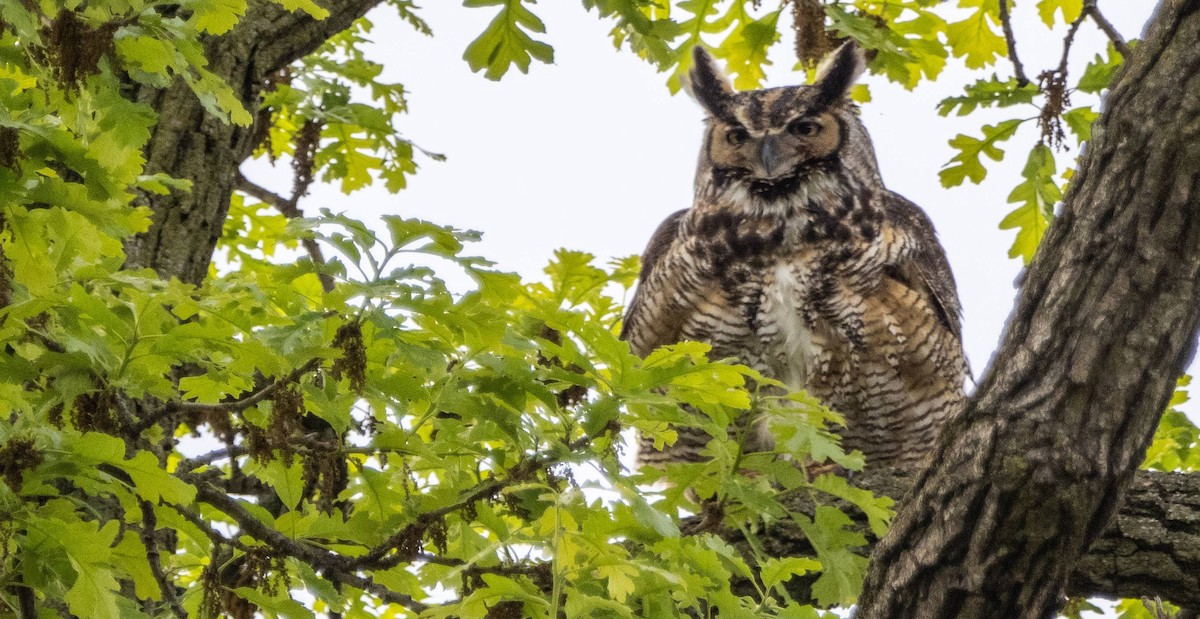 Great Horned Owl - ML618943469