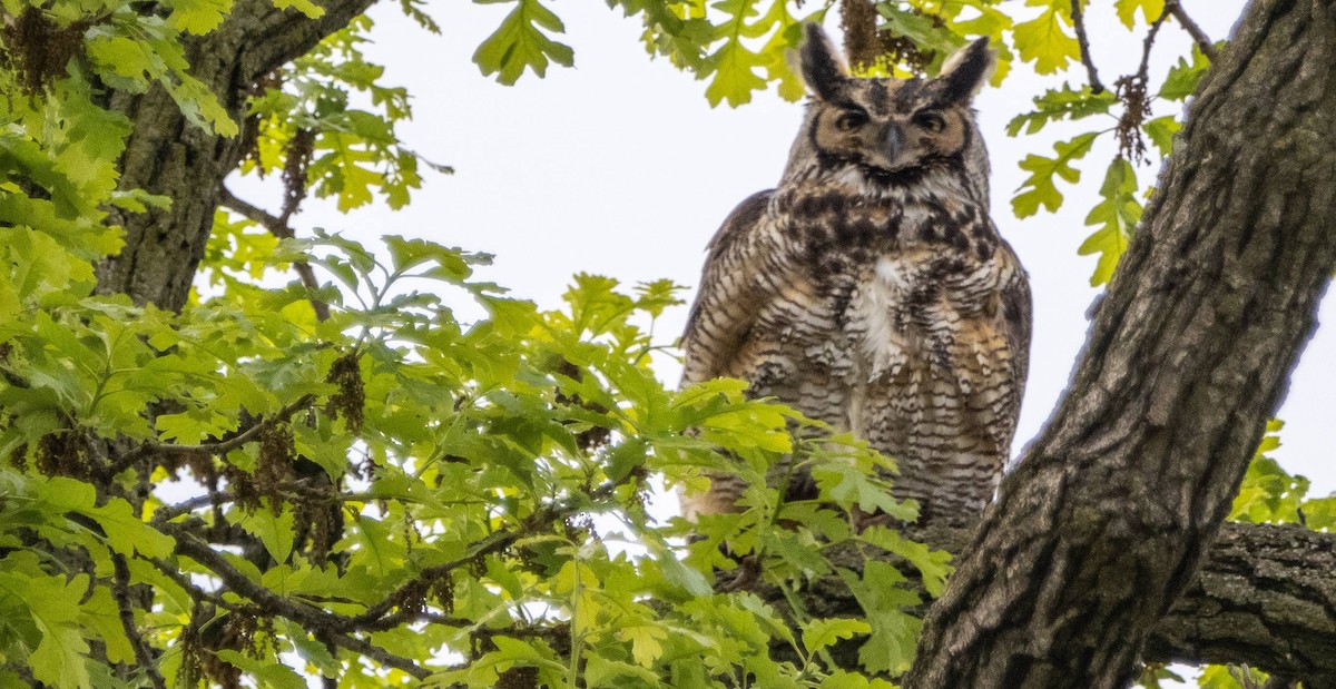 Great Horned Owl - ML618943470