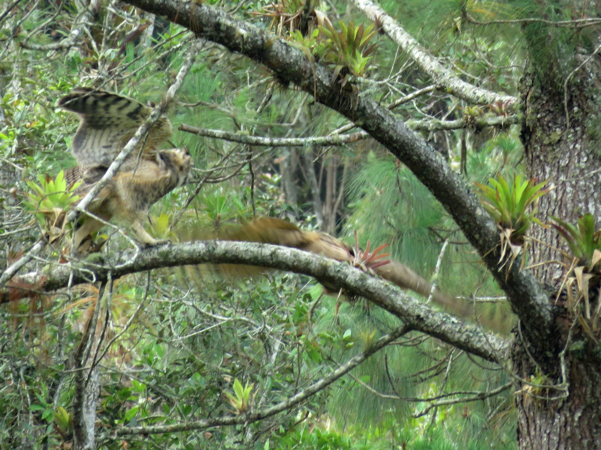 Great Horned Owl - ML618943474