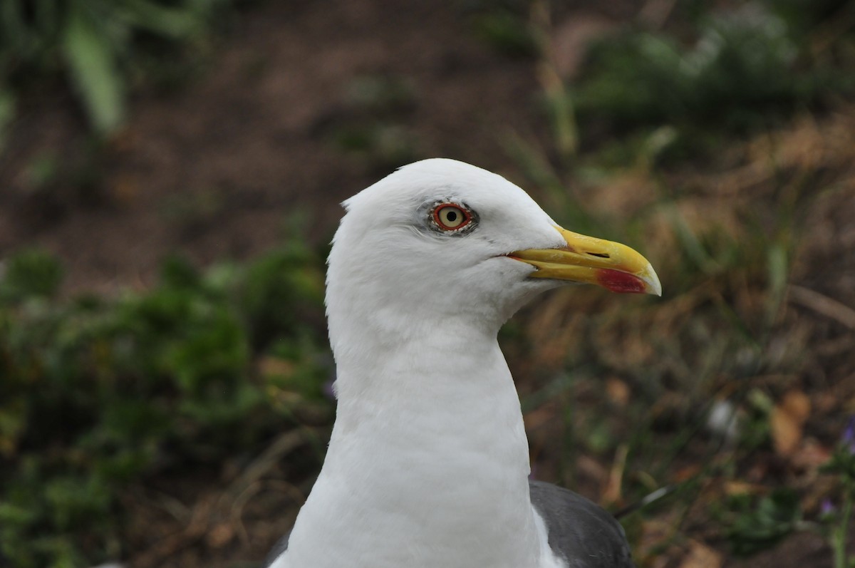 Lesser Black-backed Gull - Dominic More O’Ferrall