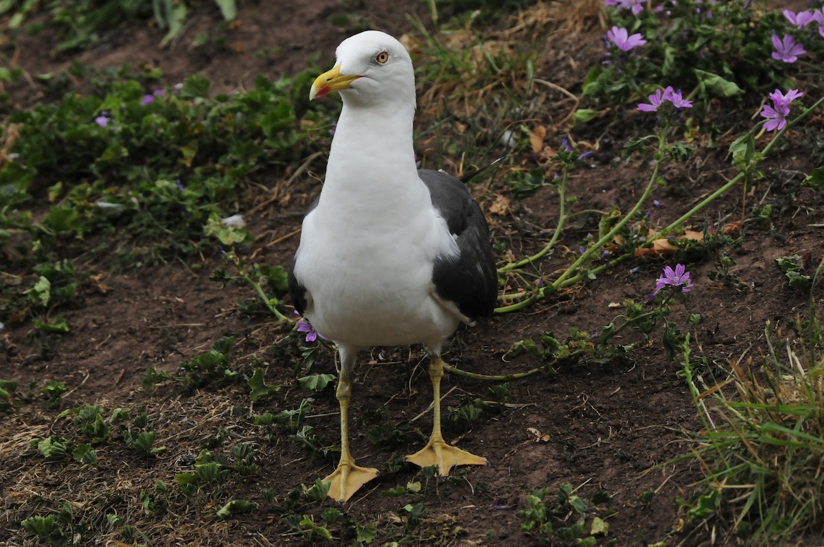 Lesser Black-backed Gull - Dominic More O’Ferrall