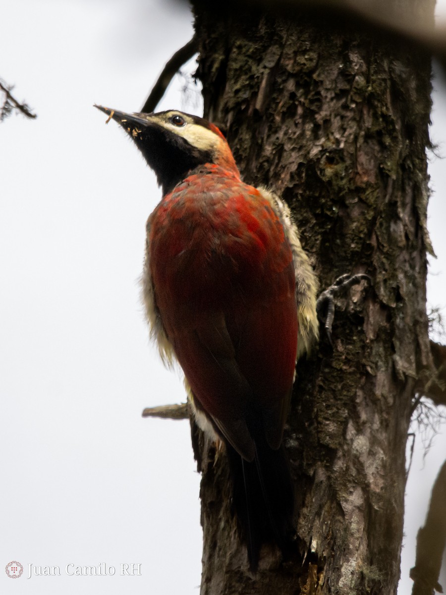 Crimson-mantled Woodpecker - Juan camilo Rodriguez