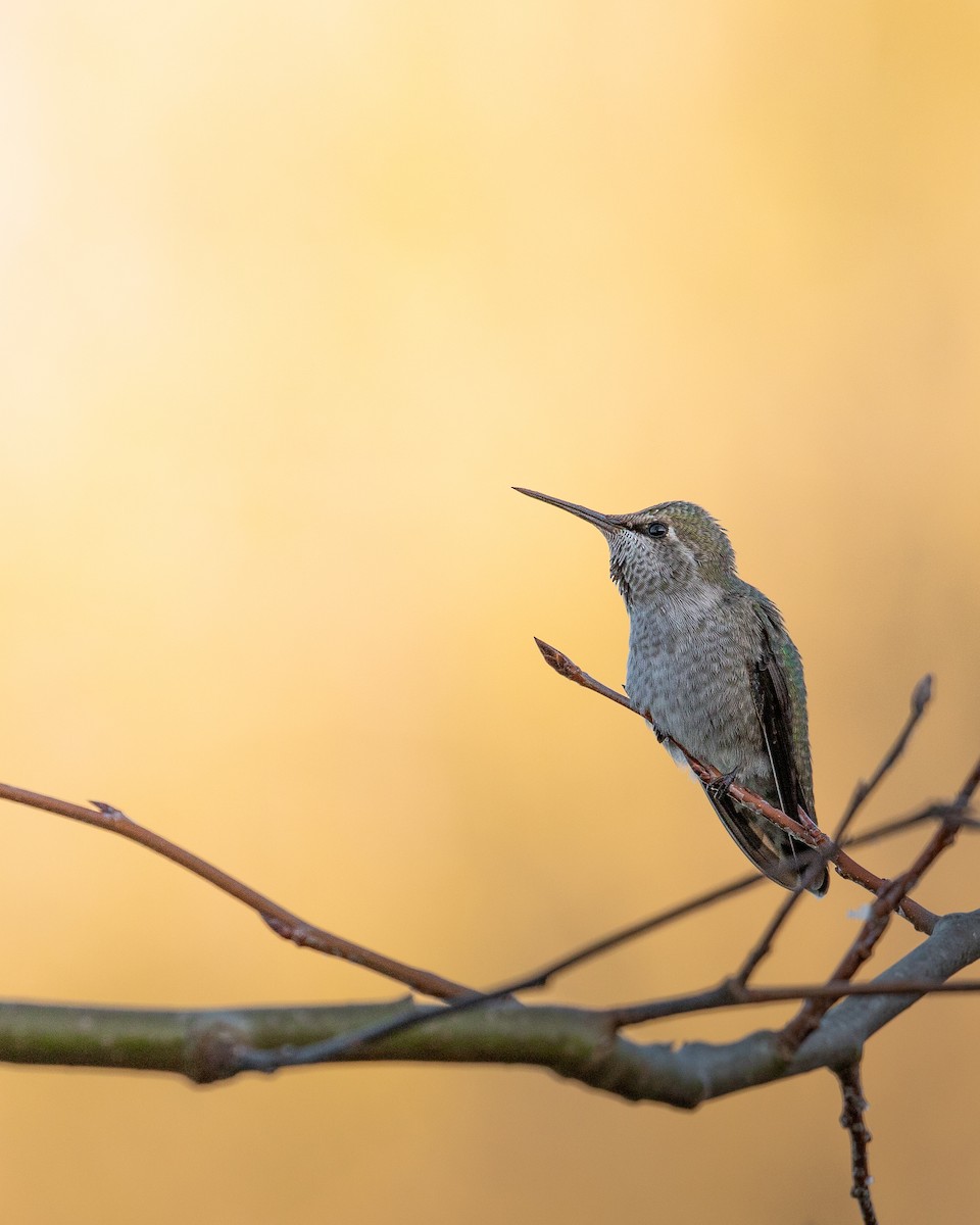 Anna's Hummingbird - Michael Long