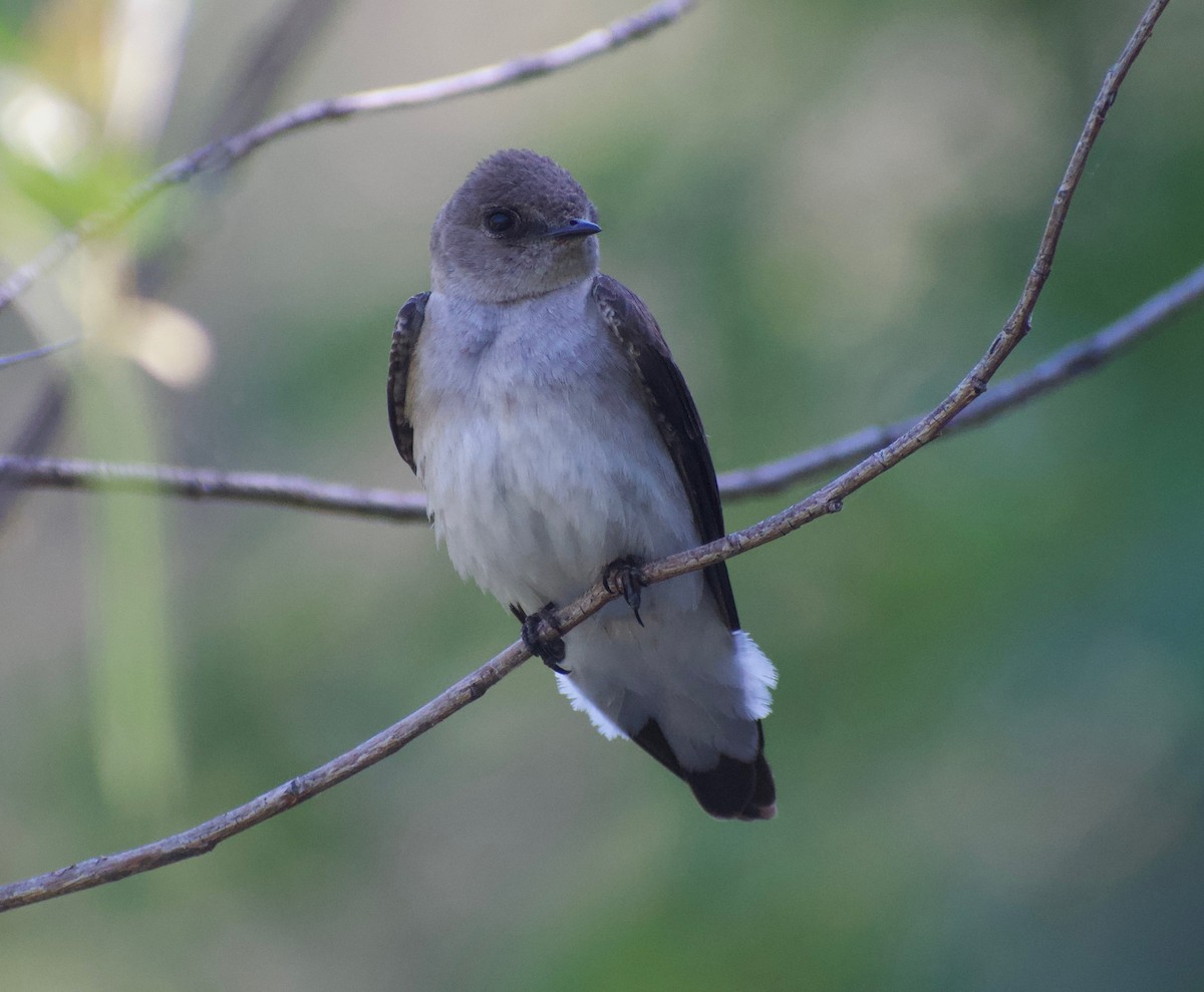 Northern Rough-winged Swallow - Asher Perla