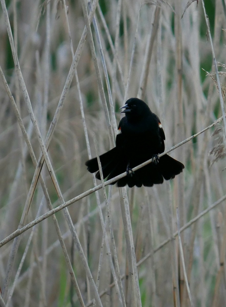 Red-winged Blackbird - Dove K