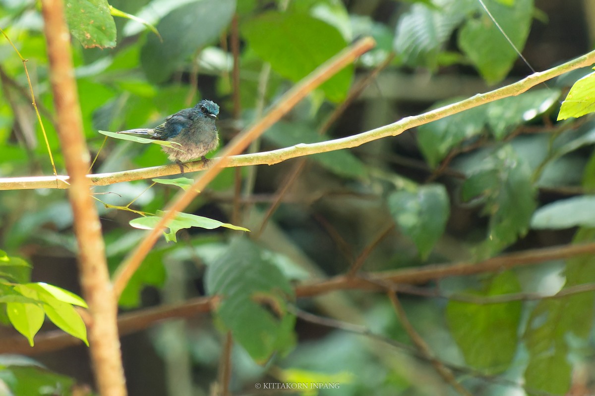 Pale Blue Flycatcher (Hartert's) - Kittakorn Inpang