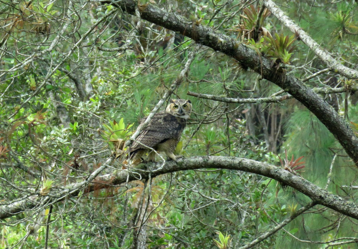 Great Horned Owl - ML618943583