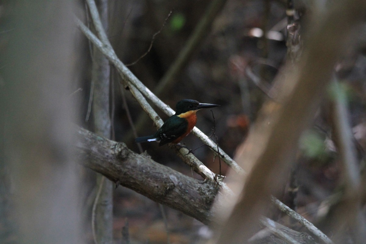 American Pygmy Kingfisher - ML618943609