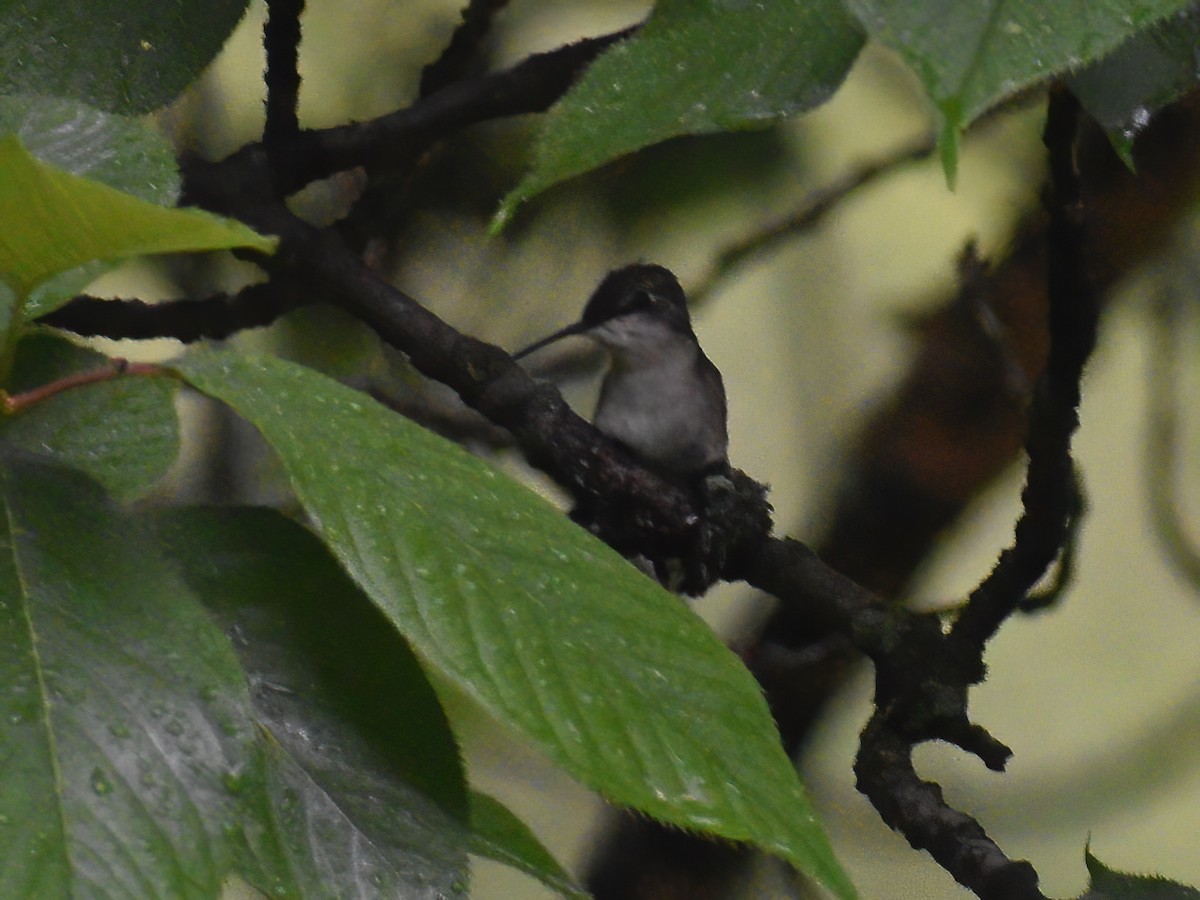 Ruby-throated Hummingbird - ML618943626