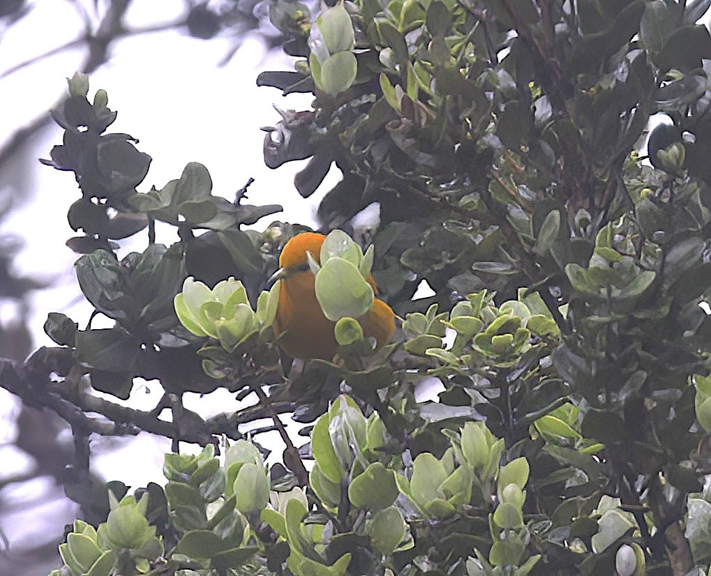 Hawaii-Akepakleidervogel - ML618943631
