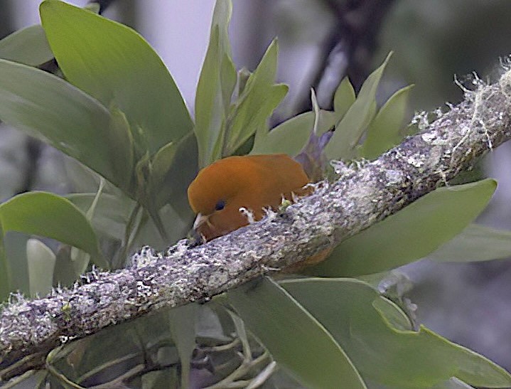 Hawaii-Akepakleidervogel - ML618943632