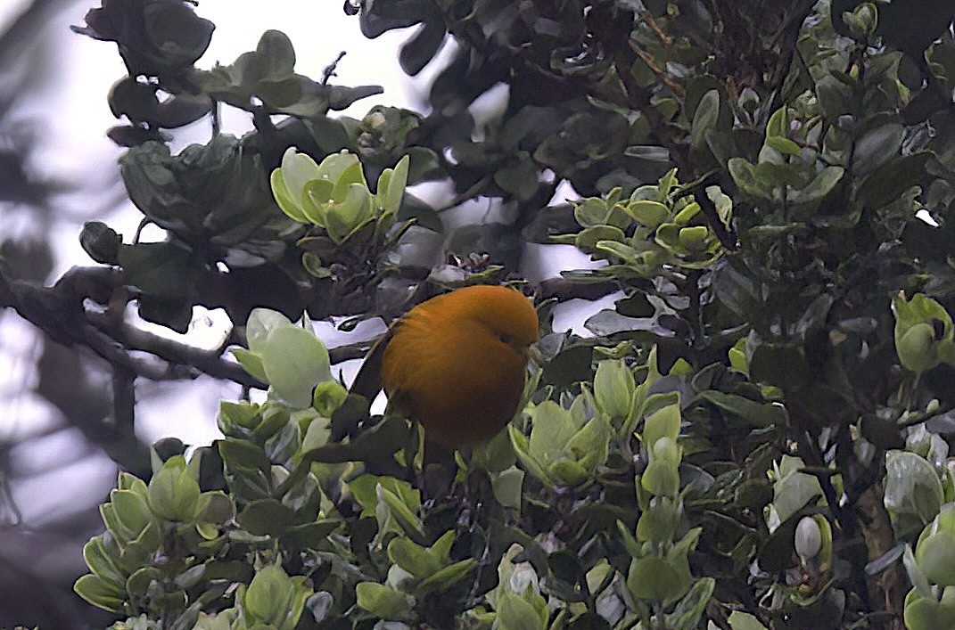 Hawaii-Akepakleidervogel - ML618943633