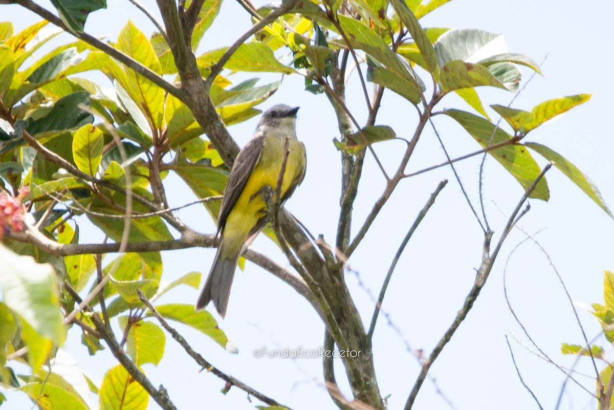 Tropical Kingbird - Fundación Ecoturística Recetor Vive un Paraíso