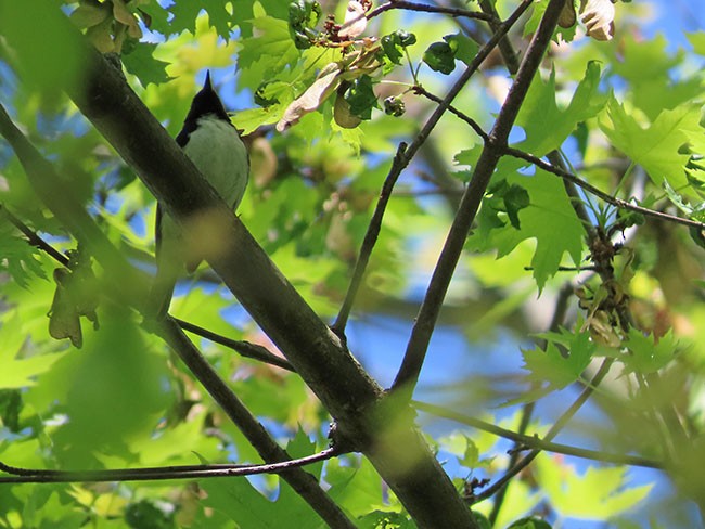 Black-throated Blue Warbler - ML618943648